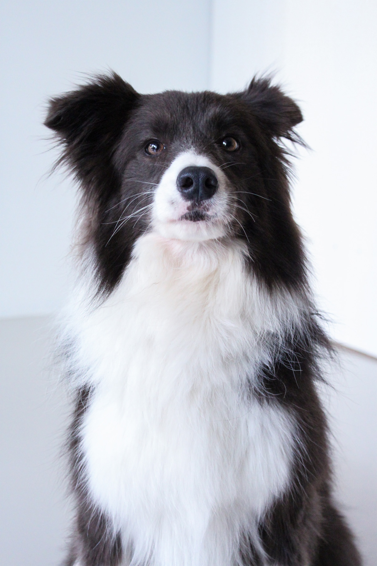 Snuggery 31 The Snuggery Premium Dog DayCare